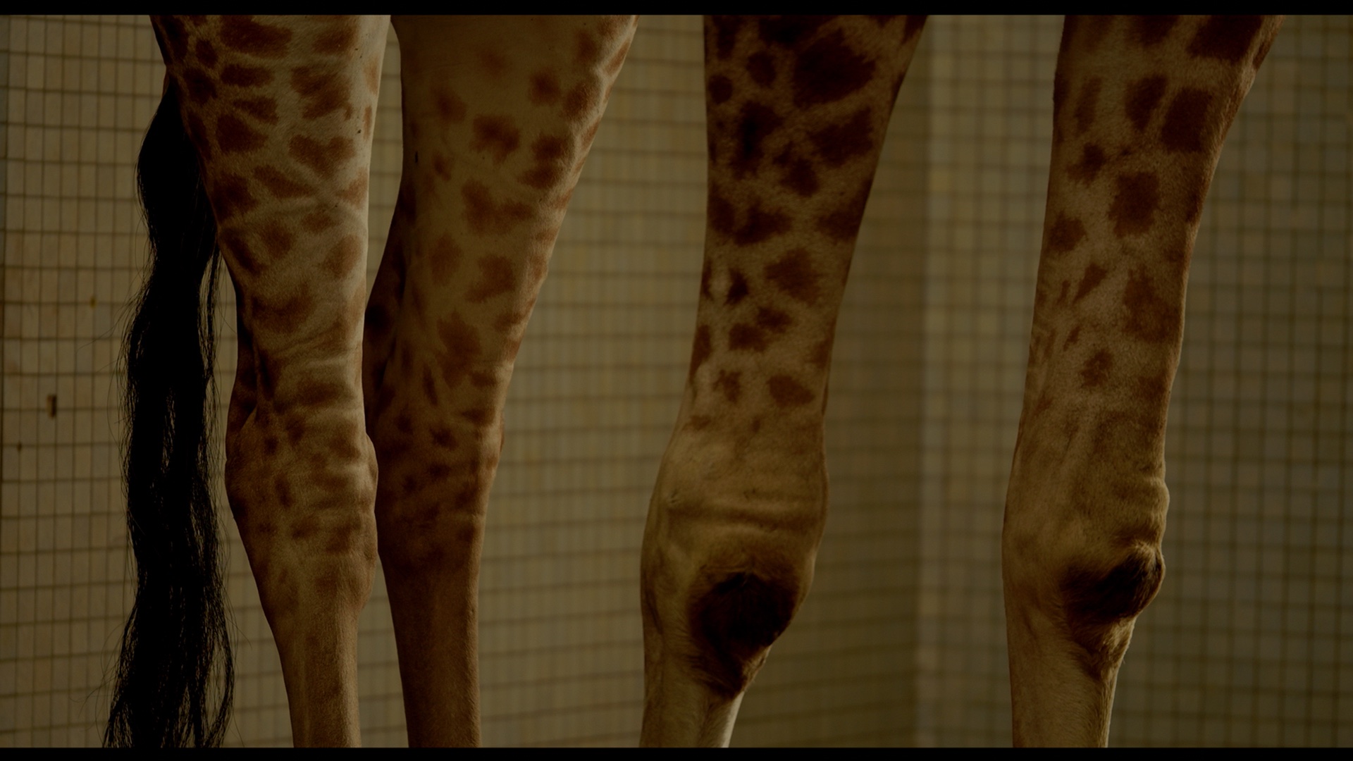 Poised giraffe legs loom in the frame