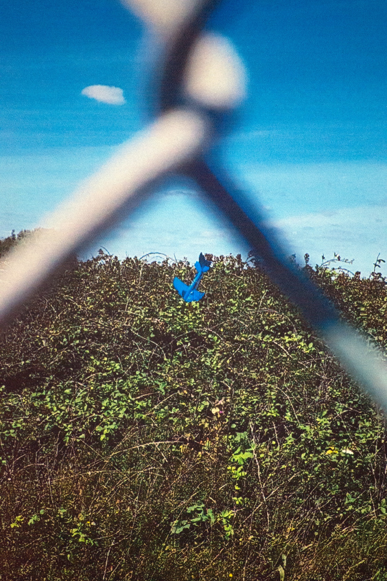 archive photograph, of a blue toy plane ditched into a bush behind a wire fence, under a clear blue sky.