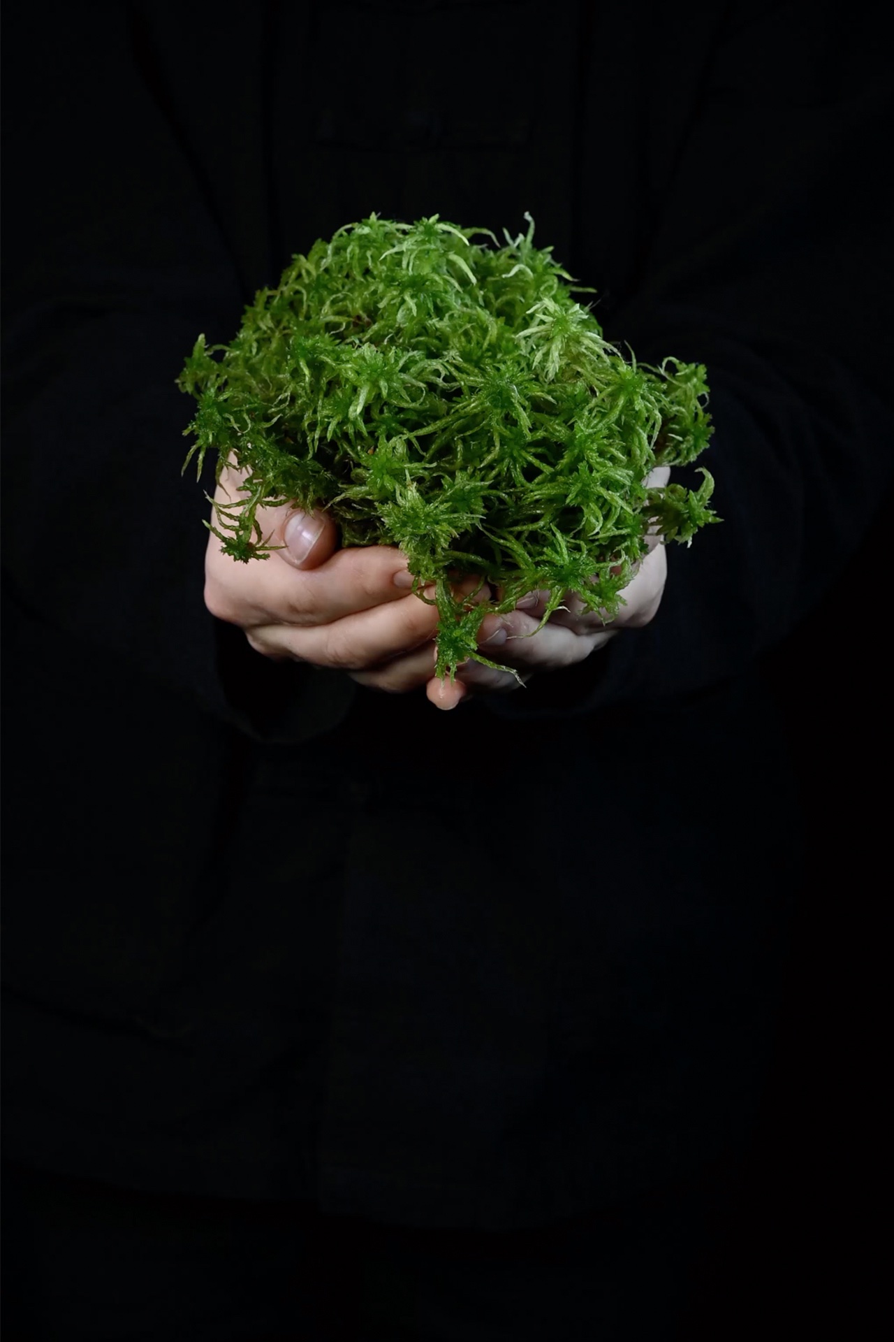 A white pair of hands holding wet moss, water dripping. Video shot against a black background.