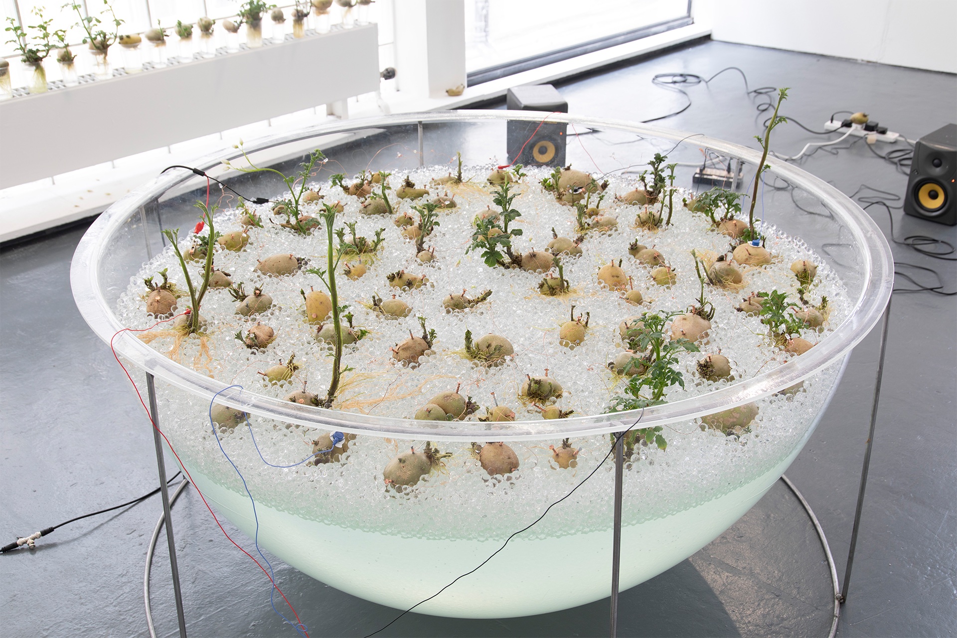 Space collective potato entity grown in orbeez filled transparent dome, sound produced by the potatoes, picked up with bio sensors, with magnetic levitating golden record and an audience of growing potatoes connected in a circuit.
