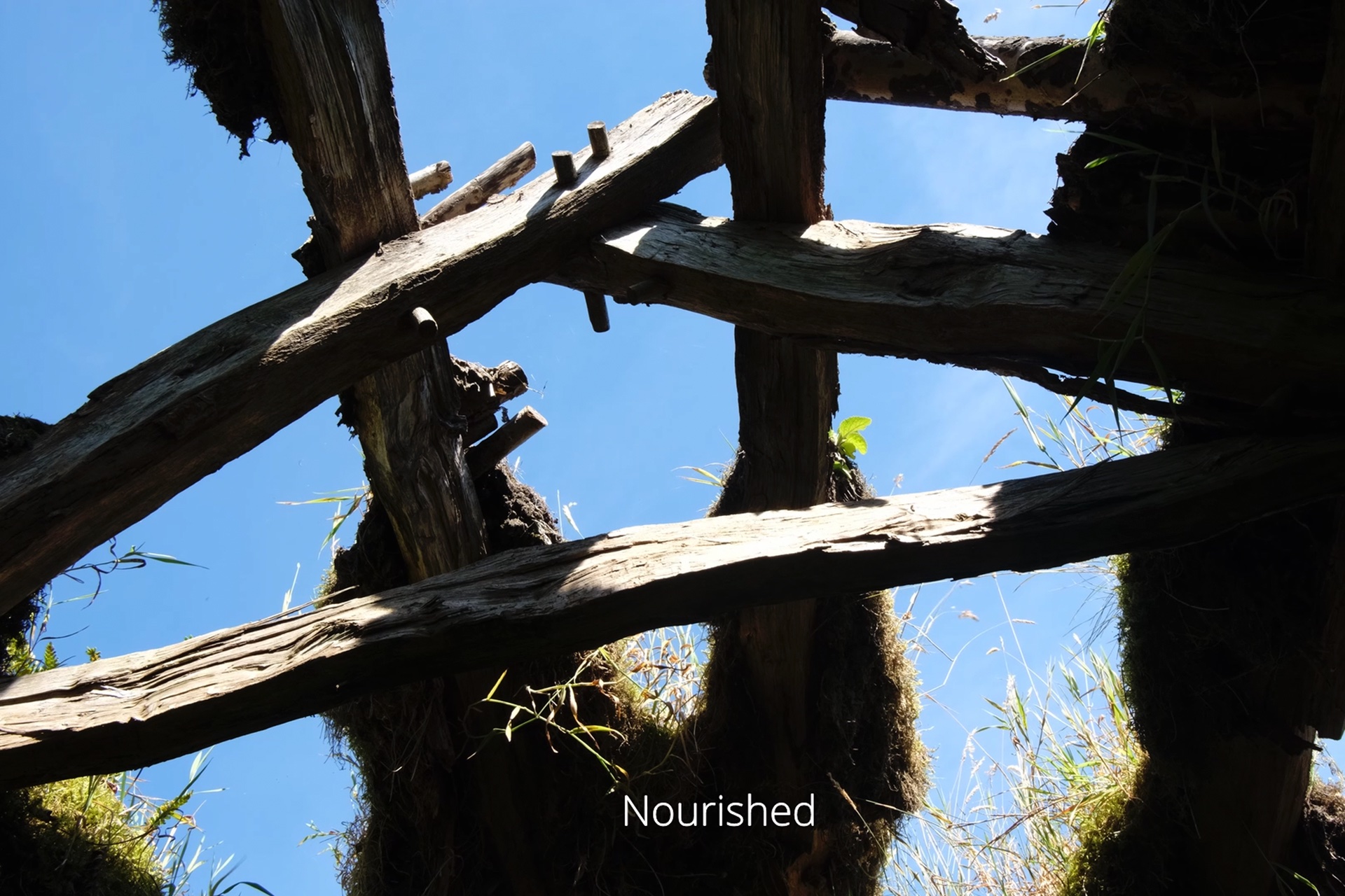 A film still picturing the frame of a thatched roof with green foliage growing on the timbers.