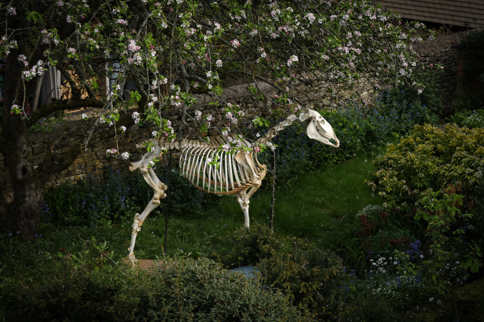 Skeleton of a horse under a cherry blossom tree in the garden during spring.