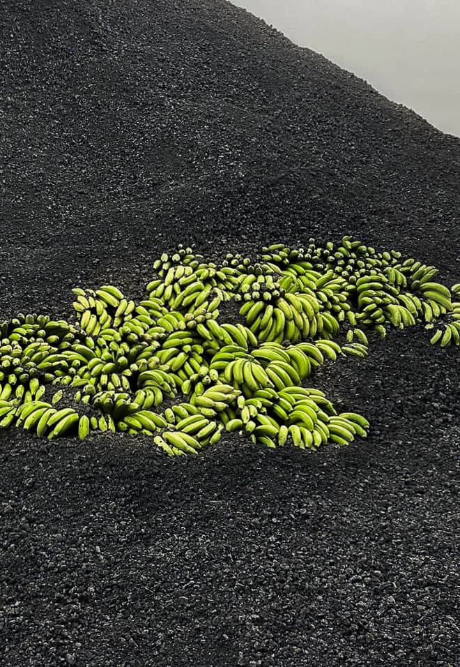 A load of bananas seen on black  lava stones.