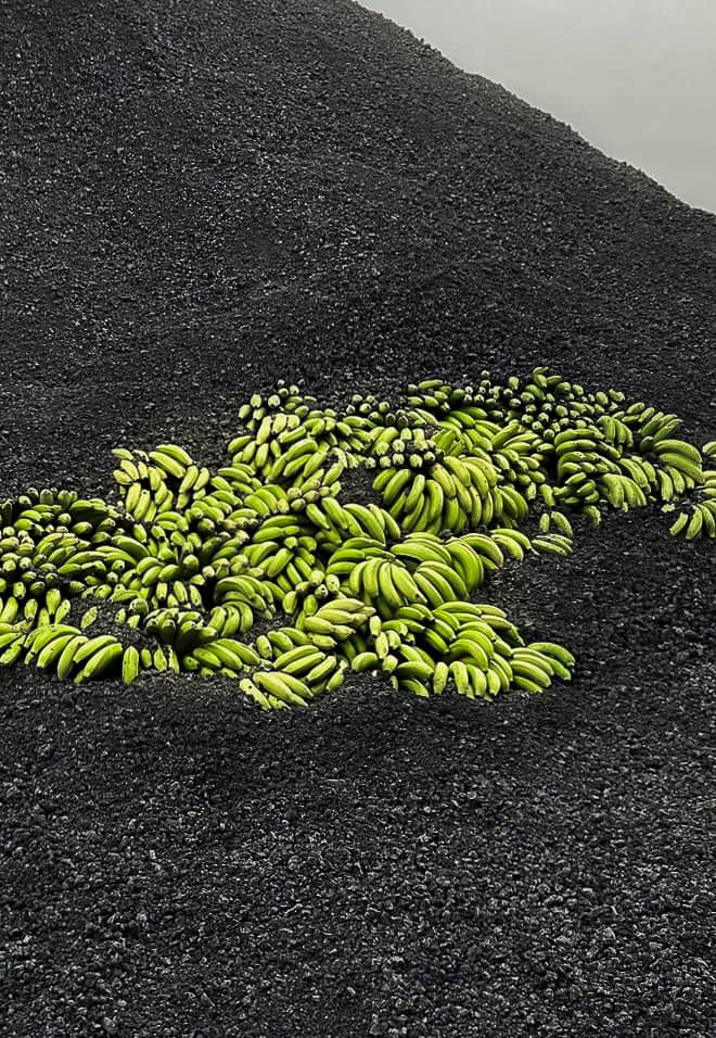 A load of bananas seen on black lava stones.