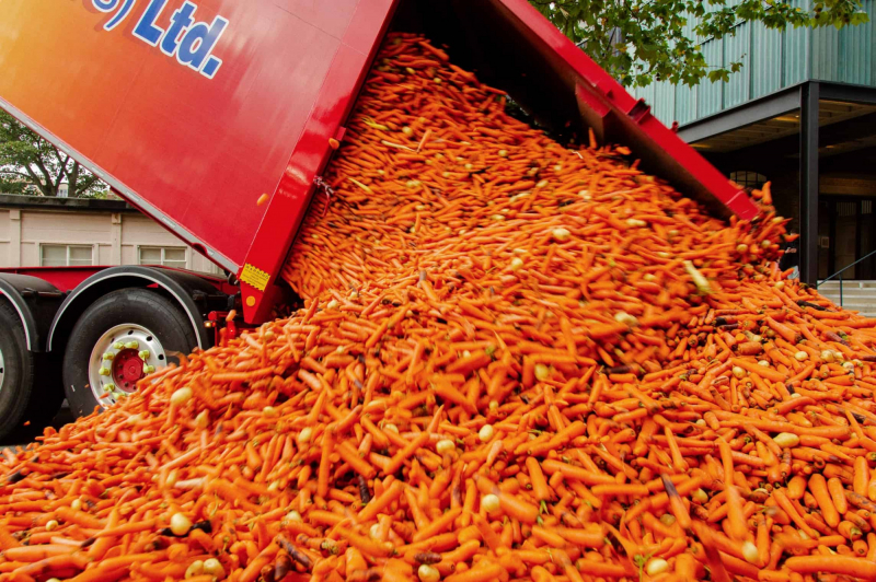 A red truck unloading tonnes of carrots onto the street.